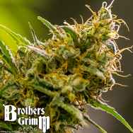 Brothers Grimm Seeds Apollo Haze